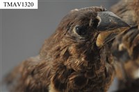藏品(白腰文鳥)的圖片